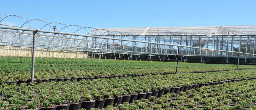 Azienda Agricola Le Terre sul Mare