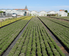 Azienda Agricola Le Terre sul Mare