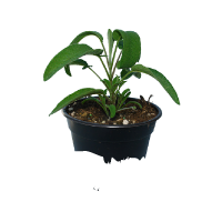 Salvia officinalis